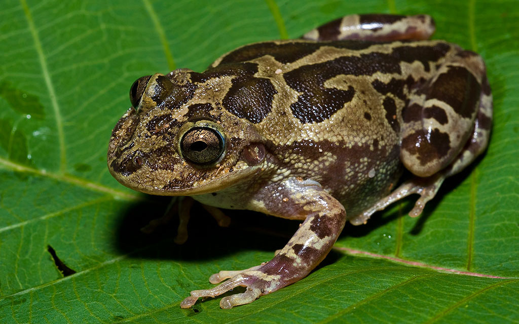 Lowland burrowing tree frog - Viva Natura field guide