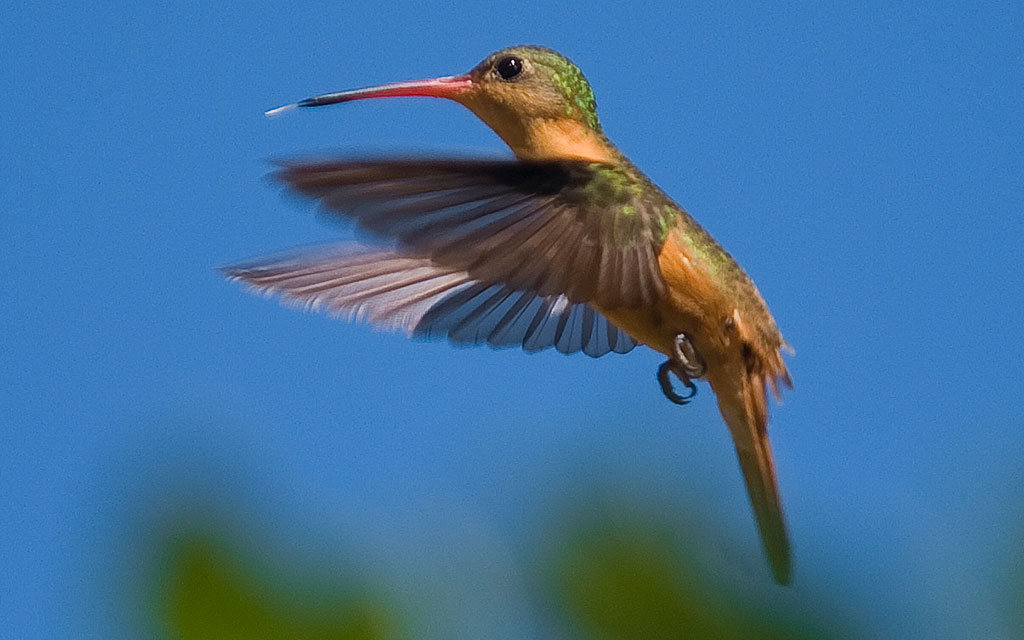 Cinnamon hummingbird - Viva Natura field guide