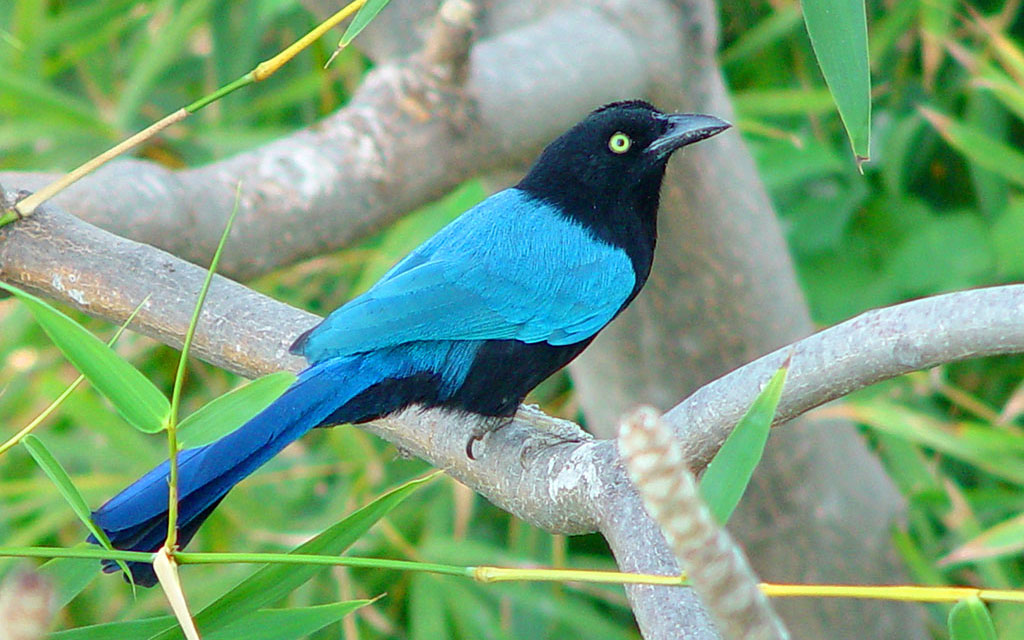 Сойка зелёная (Cyanocorax yncas)