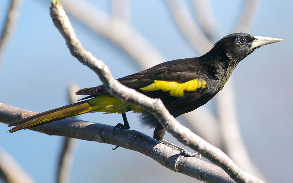 Yellow-winged Cacique, Cacicus melanicterus female or immat…