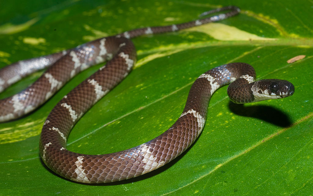 Philippi's snail eating snake Viva Natura field guide