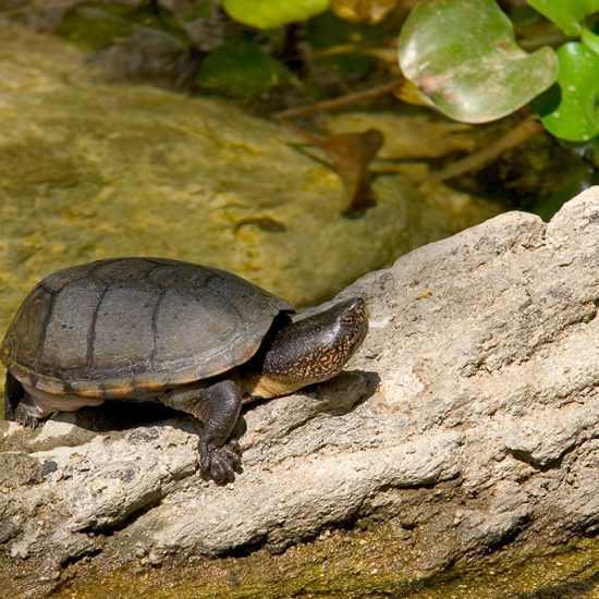 Jalisco Mud Turtle (Kinosternon chimalhuaca)