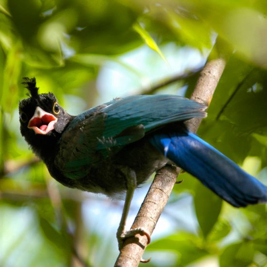 juvenile